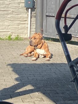 Nabízím krytí – American Bully XL - 2