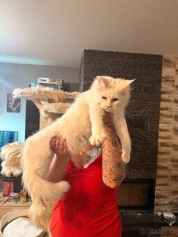 Mainská mývalí - 2