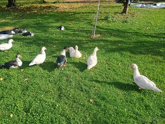 Kachna Pižmová - 2