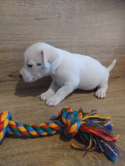 Štěňátka Jack Russell - 2
