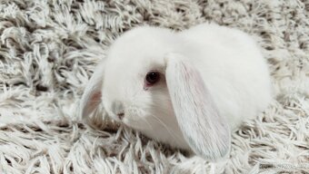 Zakrslý beránek, králíček, králík - MOLLY - 2