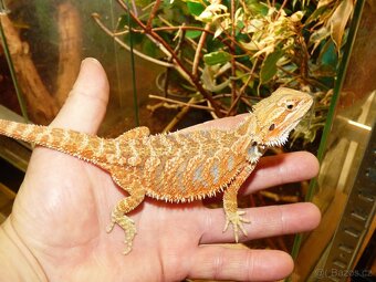 Agama vousatá (Pogona vitticeps) - 2