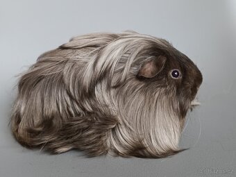 Dlouhosrsté morče - šeltie - 2