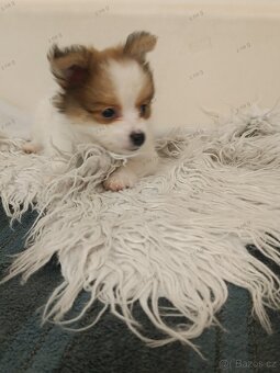 Pomeranian x čivava - 2