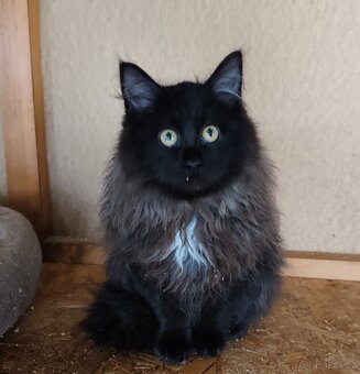 Mainská mývalí-kříženec - 2