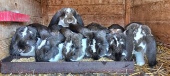 Francouzský  beran - 2