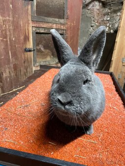 Poslední dva samci Vídeňský modrý - 2