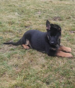 Německý ovčák - štěňata s PP - 2