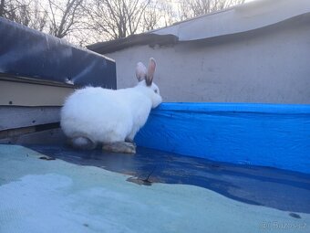 Kalifornské králíky - 2