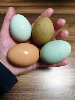 Nasadová vajíčka - 2