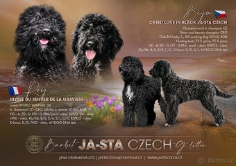 Barbet - štěňátka s  PP FCI - 2