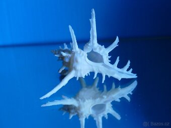 Chicoreus axicornis - 2