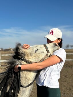 4letá pony klisna, prodej či bezplatný pronájem - 2