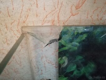 Terárium délka 69 cm, šířka 43 cm, výška 36 cm - 2