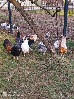 Araucana nasadove vajcia - 2
