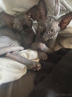 Kočičky Sphynx - 2