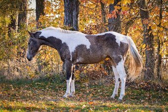APH Klisna Dark buckskin tobiano 3 letá - 2