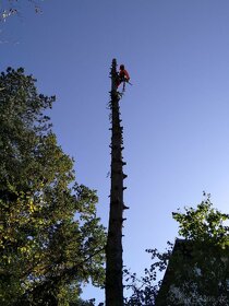 Rizikové kácení stromů - 2