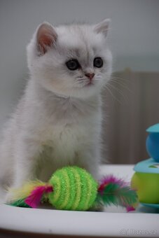 Britská koťata s PP - 2