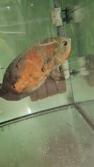 Astronotus Ocellatus - 2