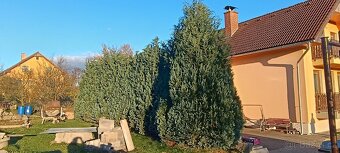 Prodej vzrostlých thují - 2