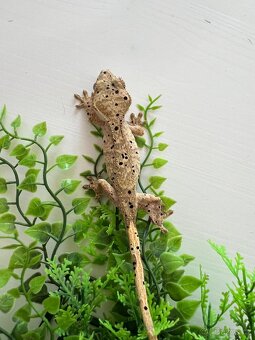 Pagekon řasnatý- Correlophus ciliatus - 2