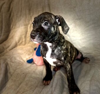 Americký pitbulterier - 2