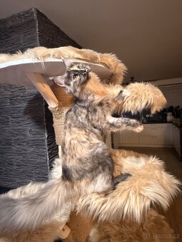 Mainská mývalí s PP - 2