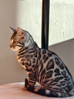 Bengálský kocourek - 2