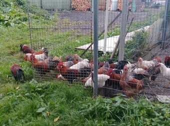 Kohouti 7 měsíců starý - 2