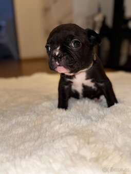 ✨Francouzský buldoček✨ - 2