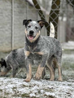 Australský honácký pes - s PP - 2