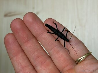 Strašilka ďábelská - 2