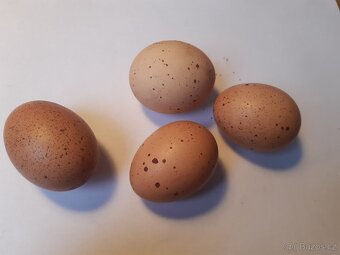 Zdrobnělá velsumka rezavě koroptví - 2