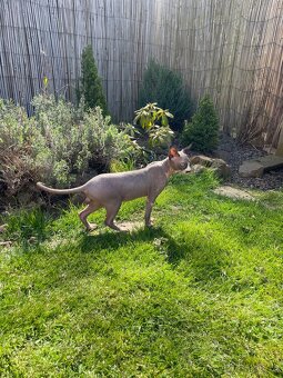 Sphynx ženich - 2