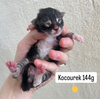 Mainská mývalí koťátka - 2
