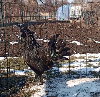 Kuřátka Ayam Cemani - 2