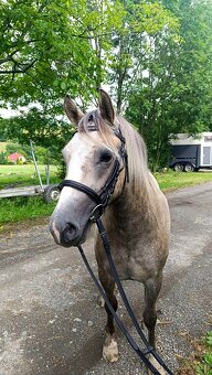 Valašek Český sportovní pony - 2