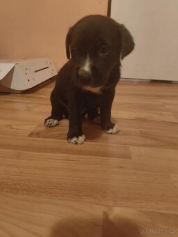 Staford labrador - 2