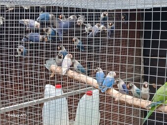 Koupě nebo výměna Agapornis škraboškový - 2