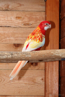 Rosela pestrá rubino - 2