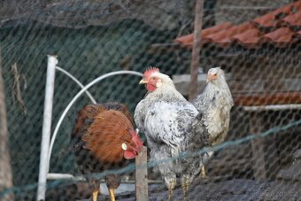 Kohouti do chovu - 2