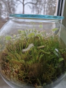 Pralesní rosnatky - 2