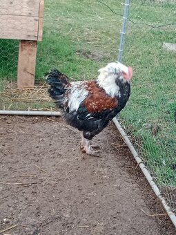 Faverolka lososová - 2