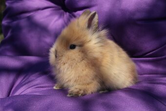 Sameček zakrslý Teddy/lvíček - 2