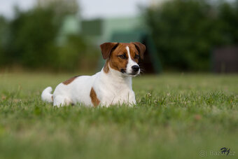 štěňata Jack Russell teriéra s PP - 2