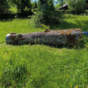 kulatina lípa - 2
