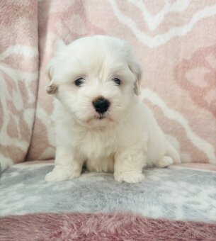 Coton de Tulear pejsek s PP - 2