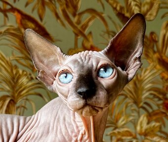 Sphynx - 2