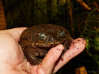 Ropucha obrovská (Rhinella marina) - 2